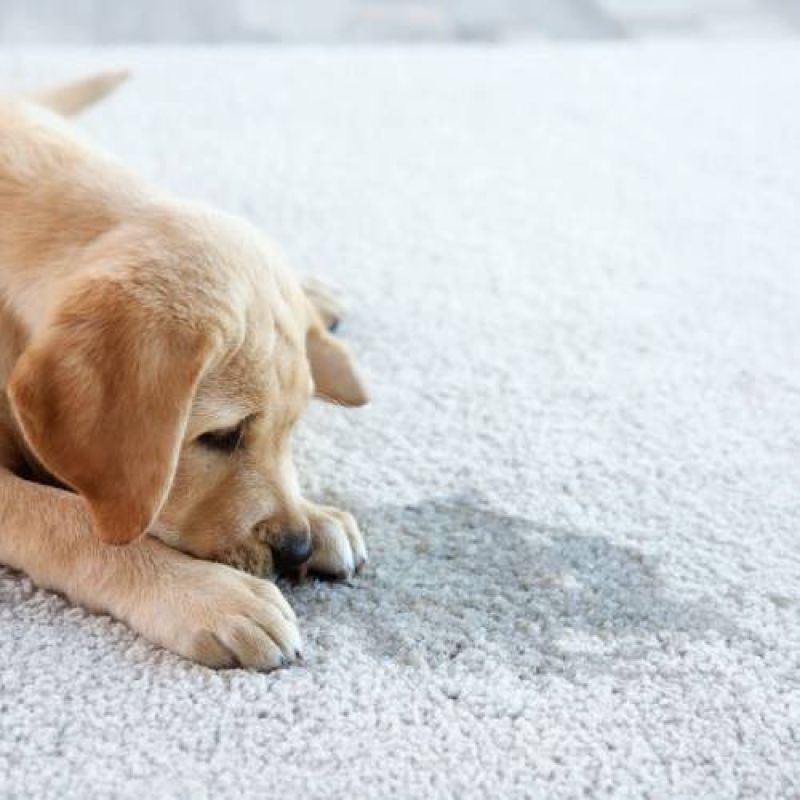 pet odor removal services