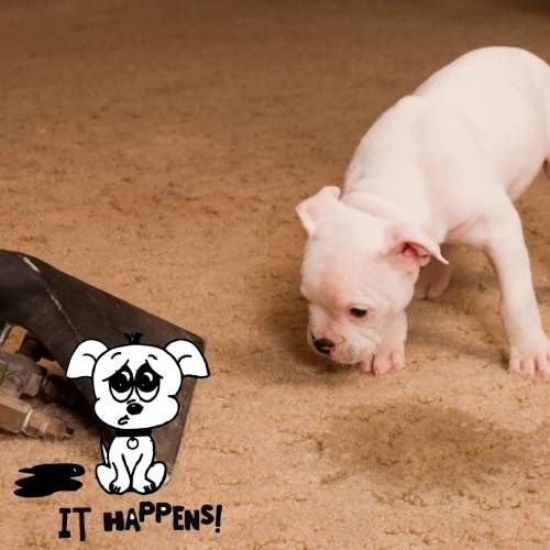 pet odor removal in louisville tn